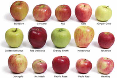 http://www.drsharma.ca/wp-content/uploads/sharma-obesity-apple-varieties.jpg