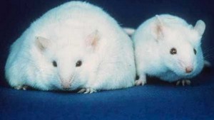 fat rats