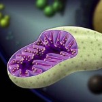 sharma-obesity-mitochondria